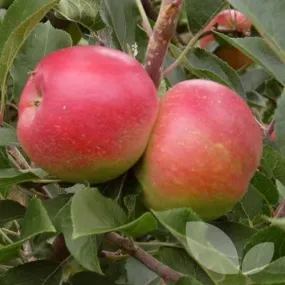 Apple Beauty of Bath